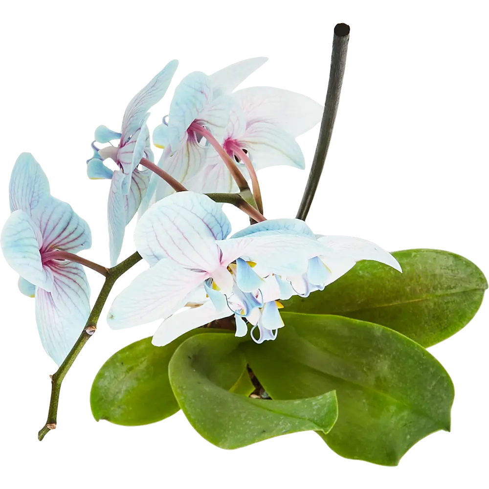 Santreyd Орхидея Фаленопсис - изящная бабочка в вашем интерьере 85324975 STLM-0061536 - Вид №2