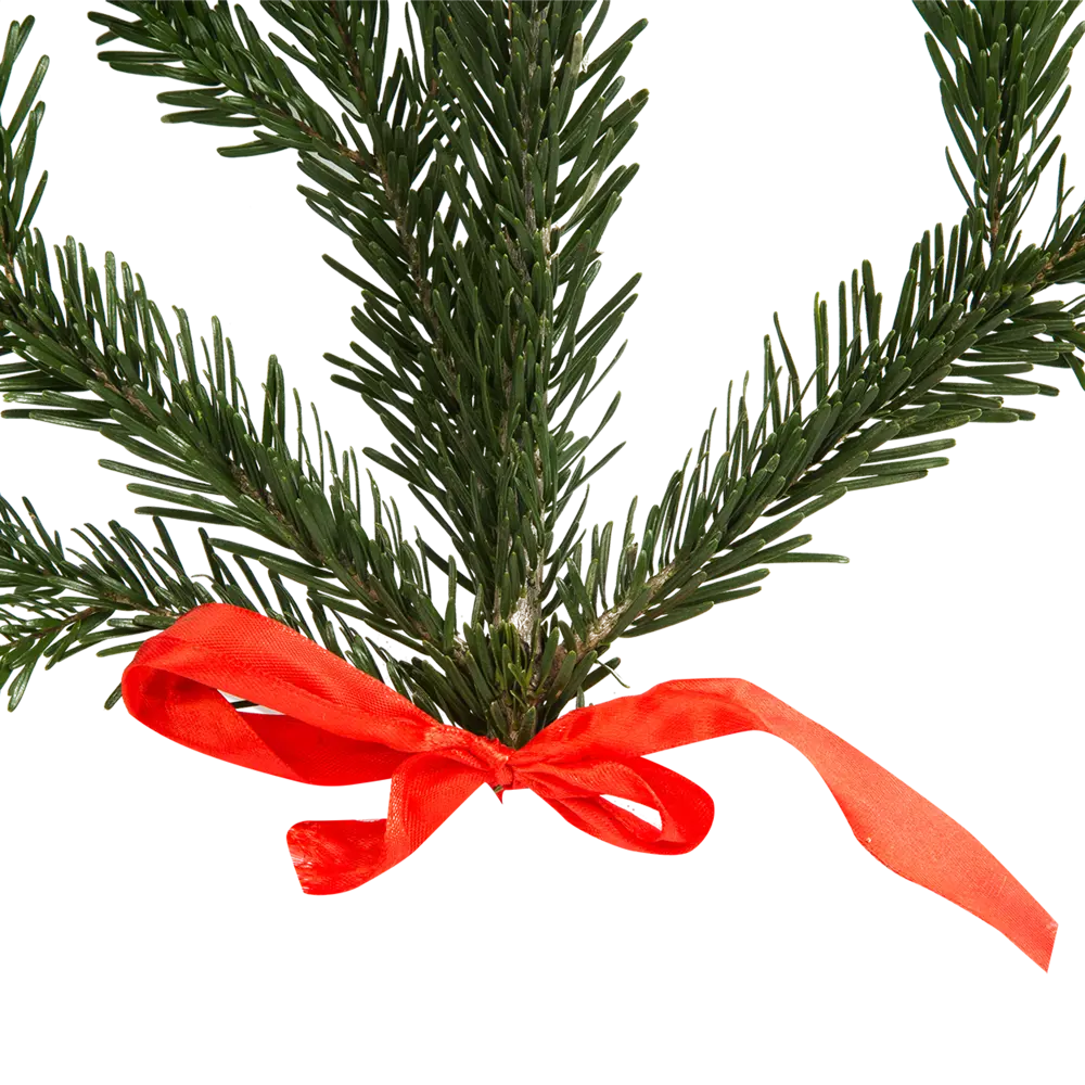 Ветка Пихты живая срезанная 30-60 см Santreyd STLM-2075447 - Вид №2