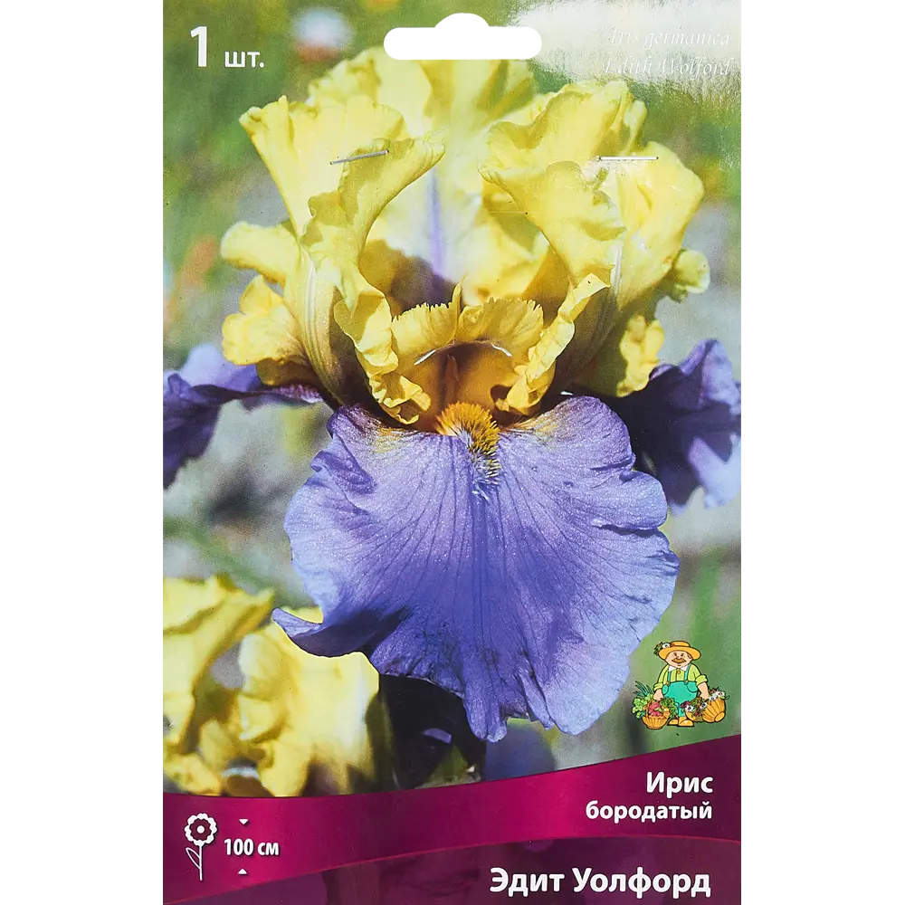 Ирис бородатый Эдит Уолфорд ПОИСК STLM-2162798