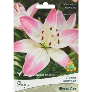 Лилия азиатская Шугар Лав 89351841 STLM-2165418