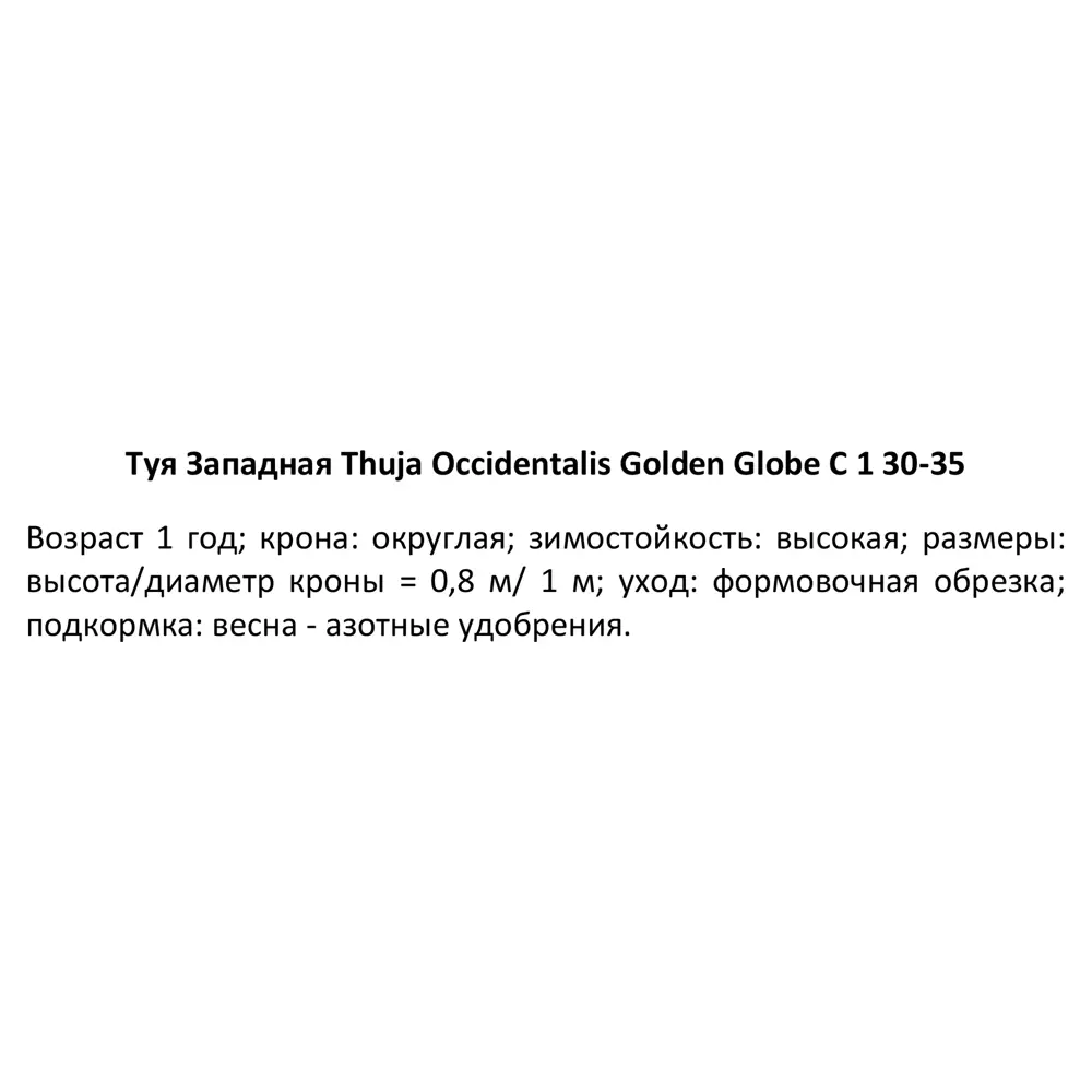 Туя западная Голден Глоуб ø14 h45 см 84832895 STLM-2061000 PLANTMARKET  - Вид №2