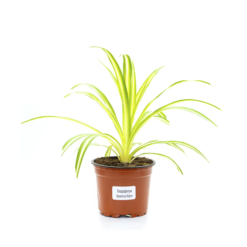 Хлорофитум комнатный в горшке ø16 см 89437853 Santreyd STLM-1584592