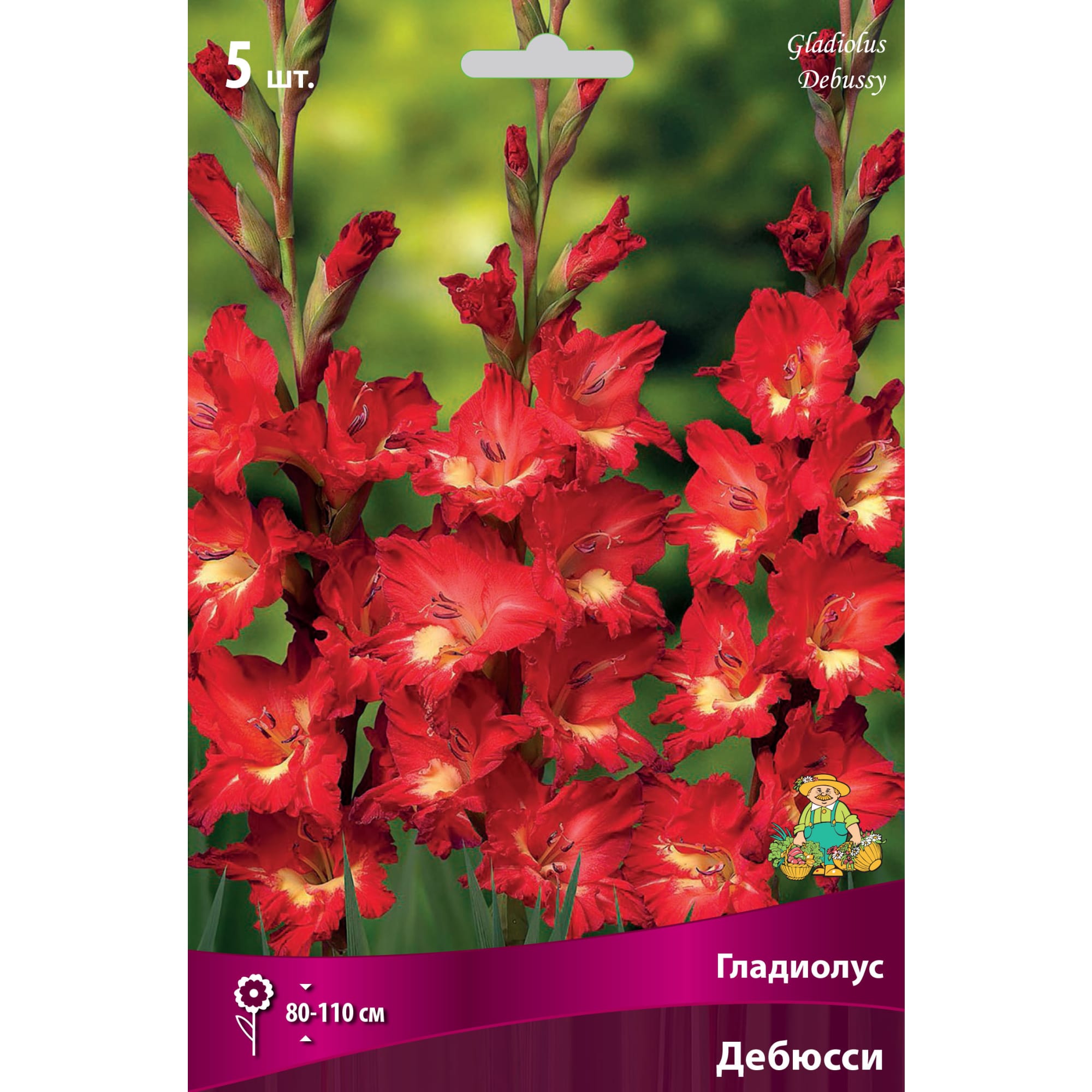 83596602 Гладиолус крупноцветковый Дебюсси луковица 12/14 Santreyd 