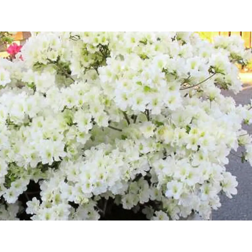 Азалия японская Ольга Ниблетт 83761664 STLM-2082575 Santreyd 
