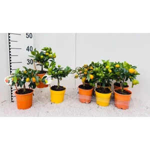 Цитрус Цитрина микс ø12 h25 см