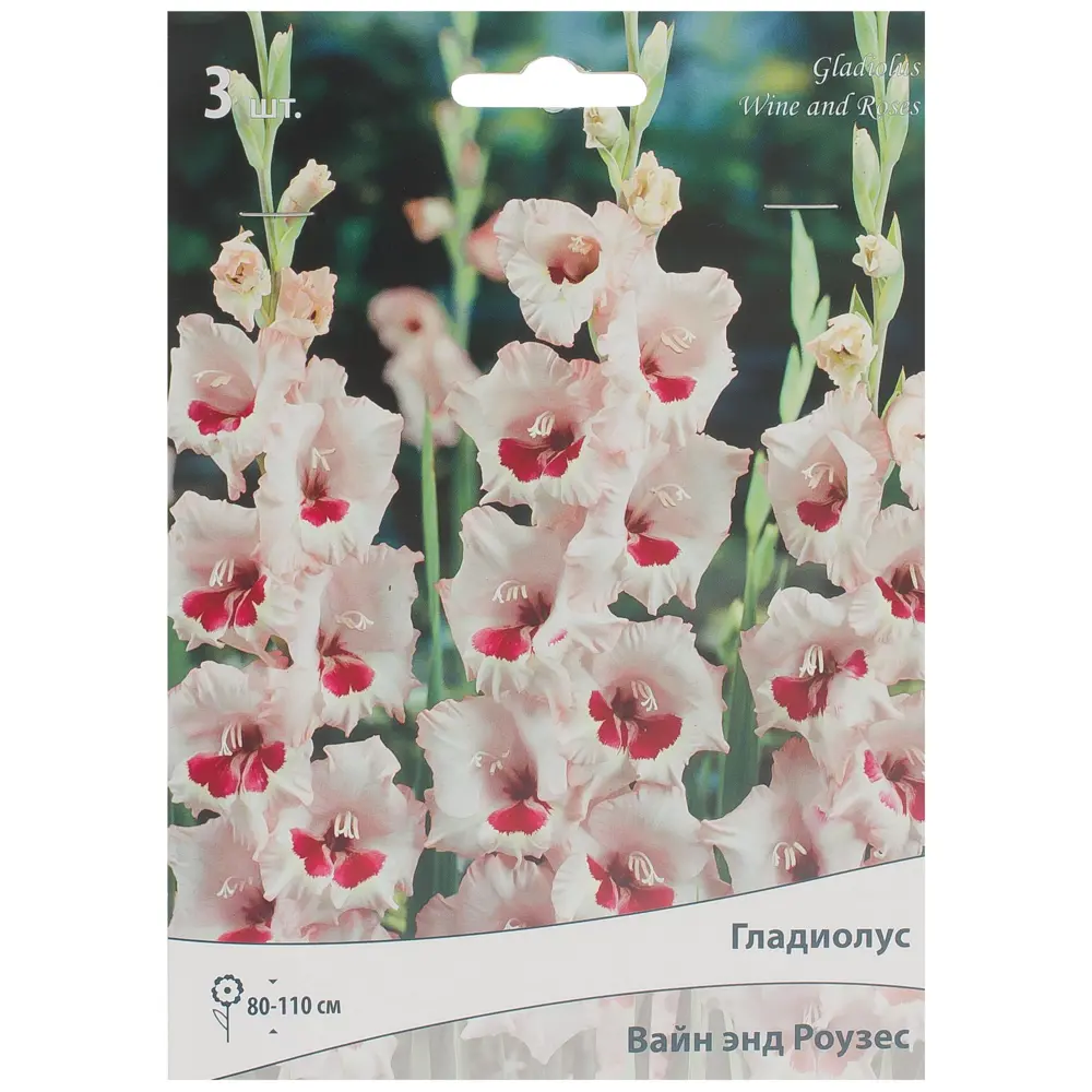 Гладиолус крупноцветковой «Вайн анд Роузес» 81945436 STLM-2086640 ПОИСК 