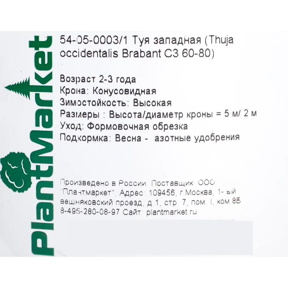Туя западная Брабант С3/60-80 см 18470123 STLM-2207200 PLANTMARKET  - Вид №1