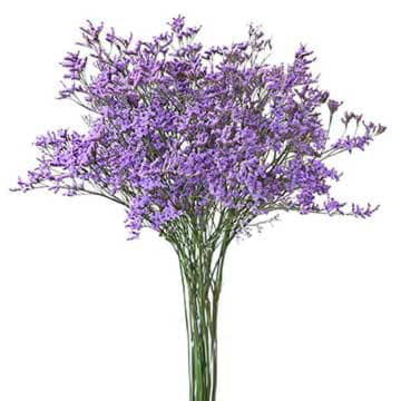 Лимониум майн блю 80 см Santreyd 26372 - Вид №1