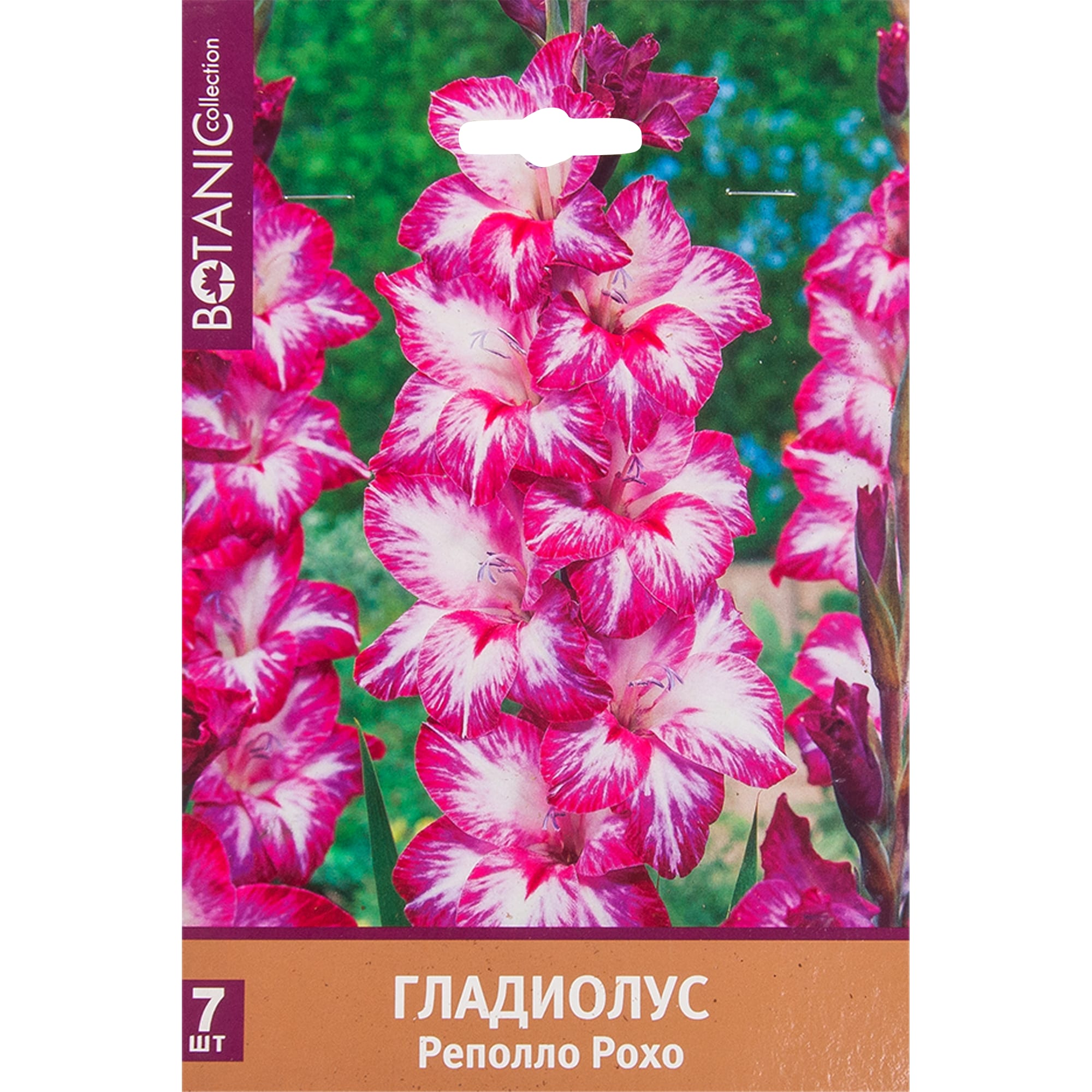 82539343 Гладиолус крупноцветковый «Реполло Рохо» Santreyd 