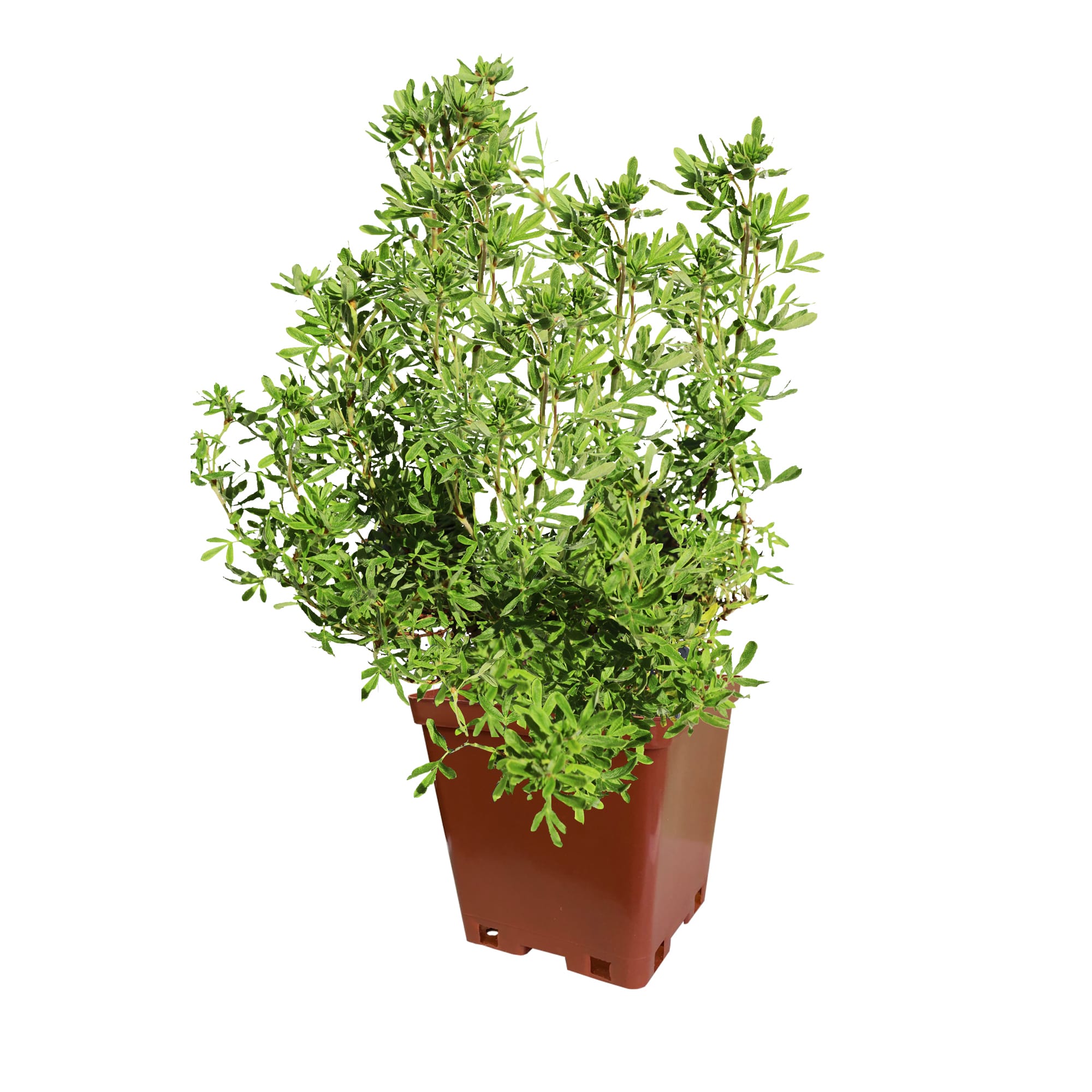 82237742 Лапчатка «Лаймлайт» С2 30 см, цвет жёлтый Santreyd 