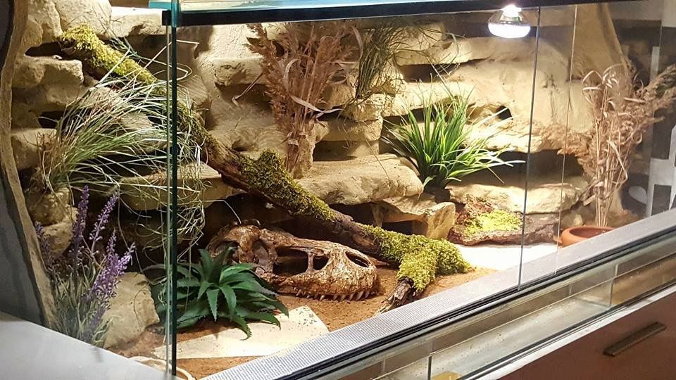 Террариум для эублефара. Эублефары террариум. Leopard Gecko Terrarium. Хабитат для эублефара. Террариум для геккона эублефара.