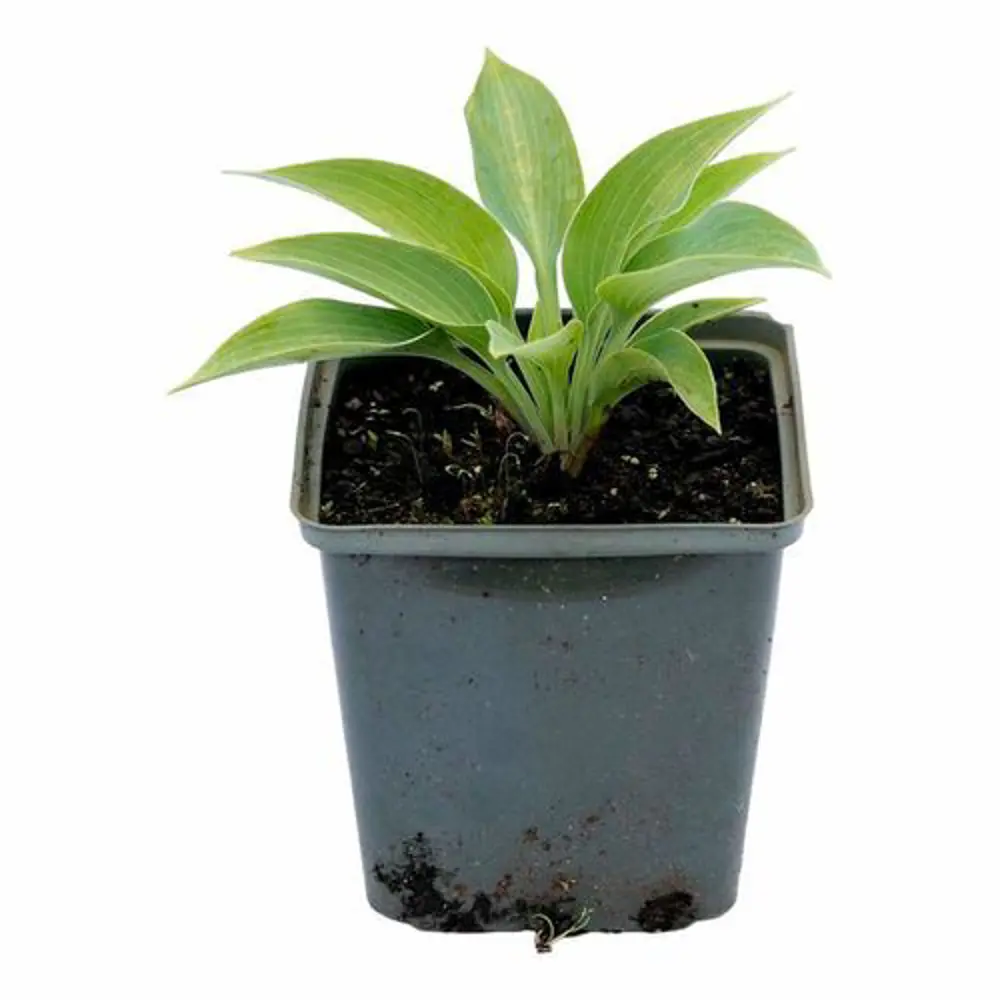 Хоста Халцион ø15 h20 см 89465436 STLM-2142864 PLANTMARKET  - Вид №1