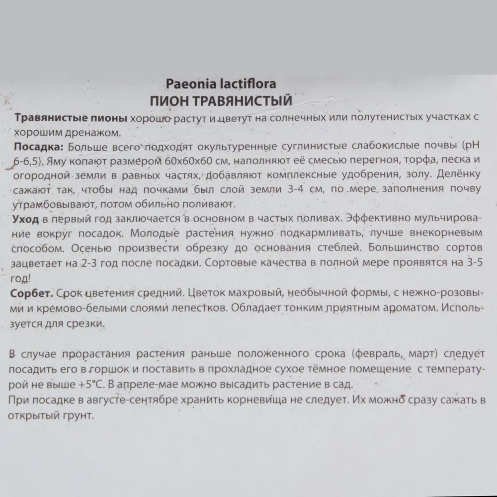Пион травянистый «Сорбет» 81945479 STLM-2143992 Santreyd  - Вид №2