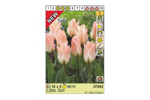 18441691 Луковица Тюльпан Литтл Герл 10/11 розовый, 5 шт. 37092 HBM