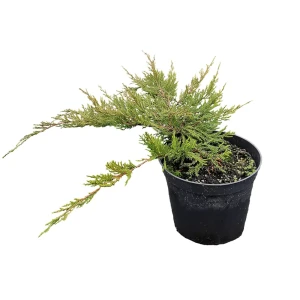 Можжевельник Минт Джулеп h70 см