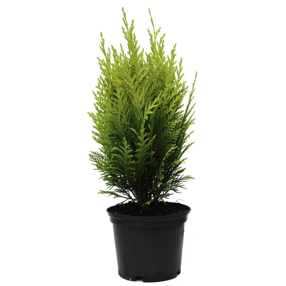 Кипарисовик Элвуди d13 h50 Santreyd STLM-2022714