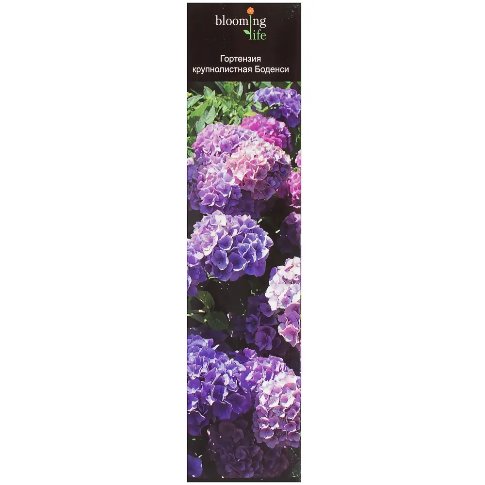 Гортензия крупнолистовая «Боденси» (в тубе) 81948493 STLM-2003825 Santreyd 
