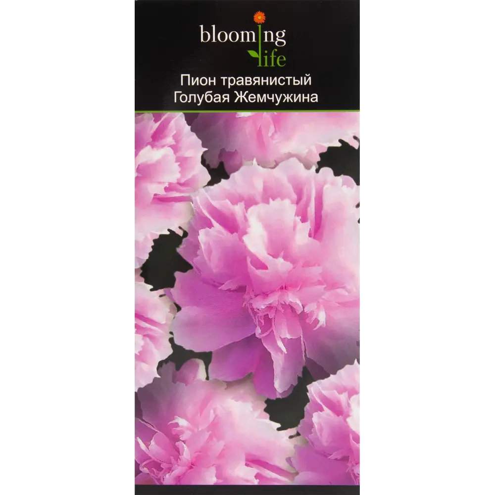 Пион травянистый Голубая жемчужина в тубе BLOOMING LIFE STLM-2033554