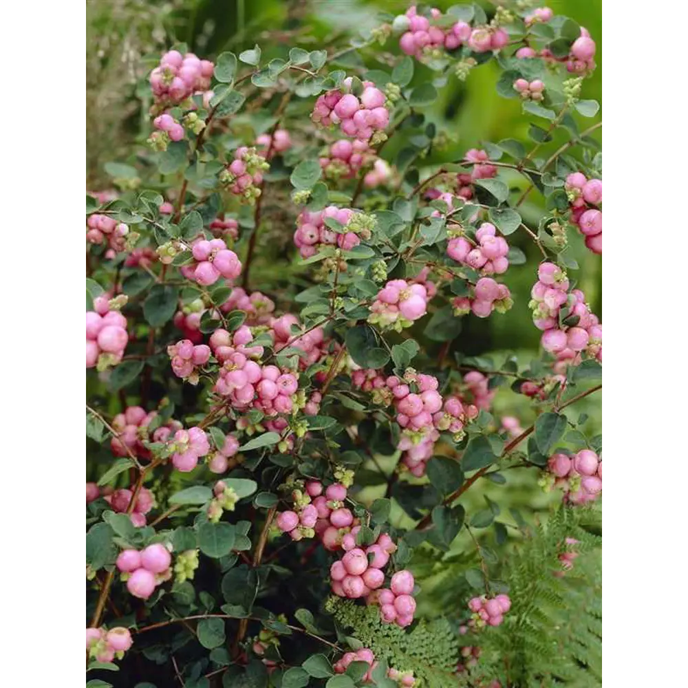 Снежноягодник Хенаульта Хэнкок ø9 h20 см PLANTMARKET STLM-2055445