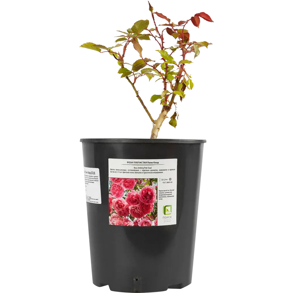Santreyd Плетистая роза Пинк Клод - обильноцветущий сорт для вертикального озеленения 85324118 STLM-0061376