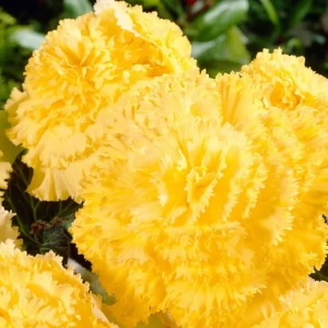 Бегония «Fimbriata Yellow», 4х5 см 13911807 STLM-2034968