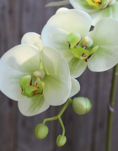 2843 788 a3 Пластиковая орхидея Phalaenopsis, 64 см, real touch soft, бежево-зеленая H-andreas