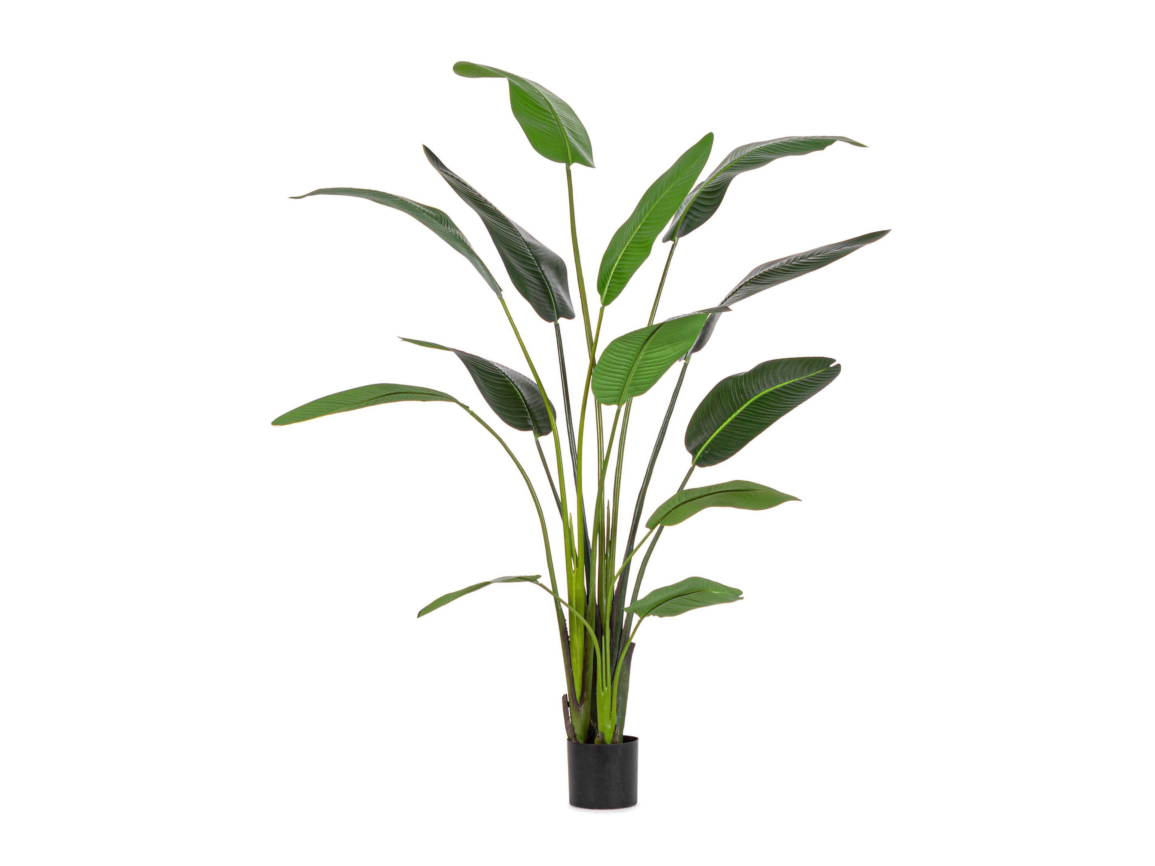 Искусственное растение BIZZOTTO STRELITZIA H235 ARCH-00121297
