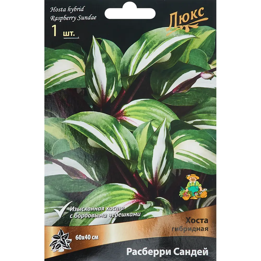 Хоста гибридная Расберри Сандей ПОИСК STLM-2118597