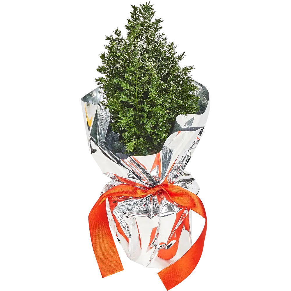 Кипарисовик Элвуди 9x30-35 см, праздничная упаковка Santreyd STLM-2008410