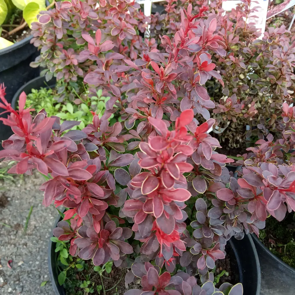 Барбарис Тунберга «Ред Пиллар» 9x15 см PLANTMARKET STLM-2202347