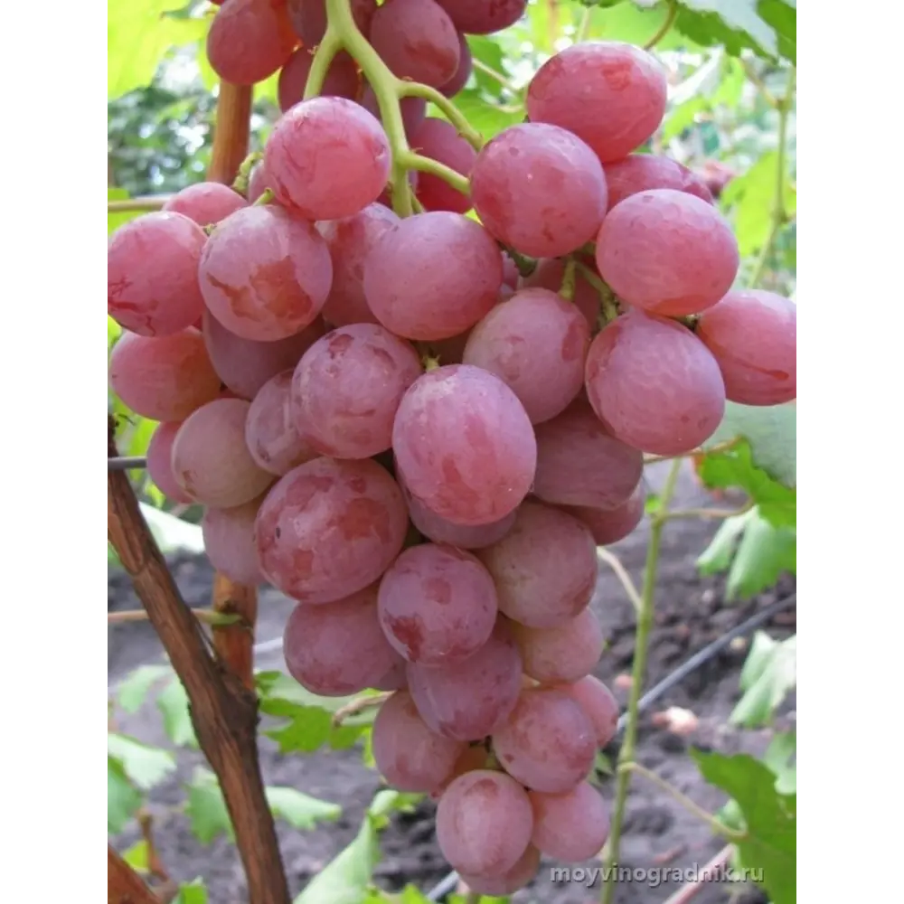 Виноград «Анюта» C2 высота 60-80 см ВСЕ В САД STLM-2156659