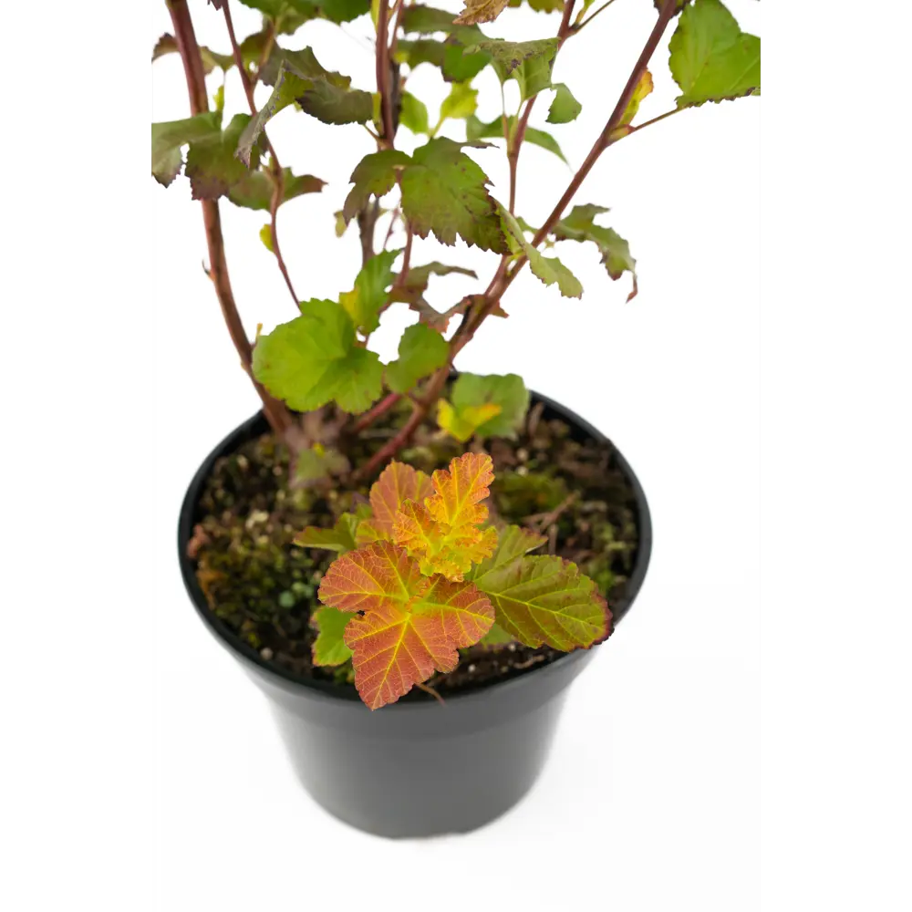 Пузыреплодник Amber Jubilee - кустарник с меняющейся окраской листьев 85292573 Santreyd STLM-1580119