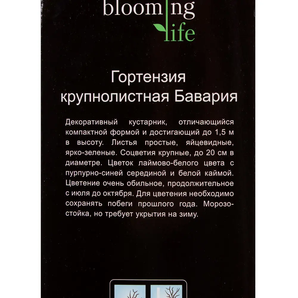 Гортензия крупнолистовая «Бавария» (в тубе) 81948492 STLM-2067272 Santreyd  - Вид №2