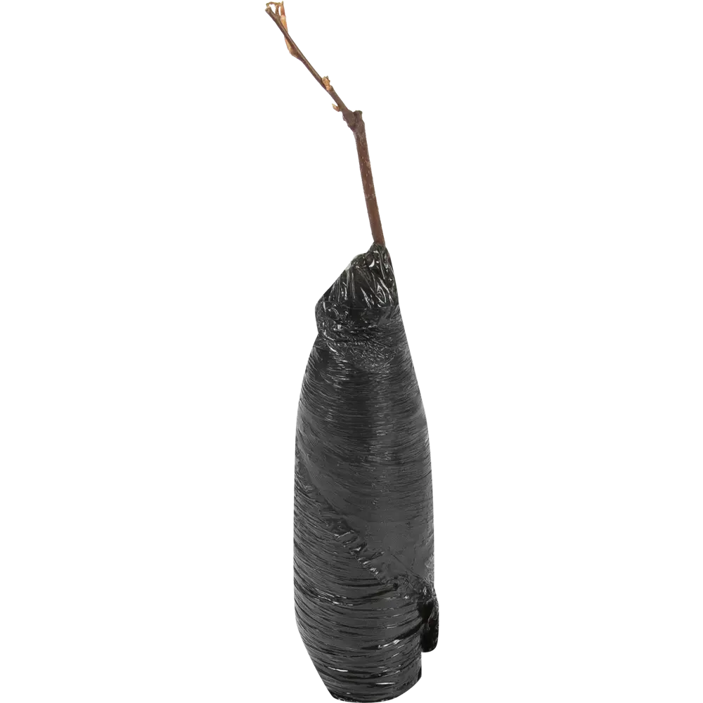 Черемуха «Сибирская красавица» в пакете Santreyd STLM-2049292