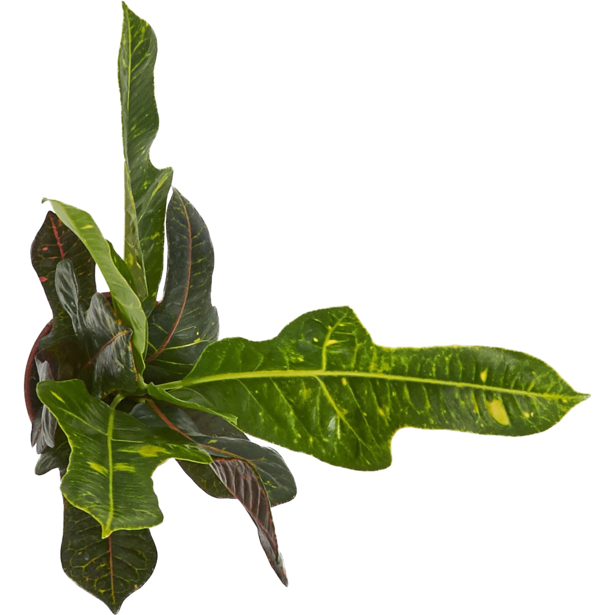 82399624 Кодиум 13x40 см Santreyd  - Вид №1