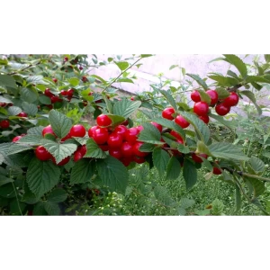 Вишня войлочная «Детская» C7 высота 140-170 см