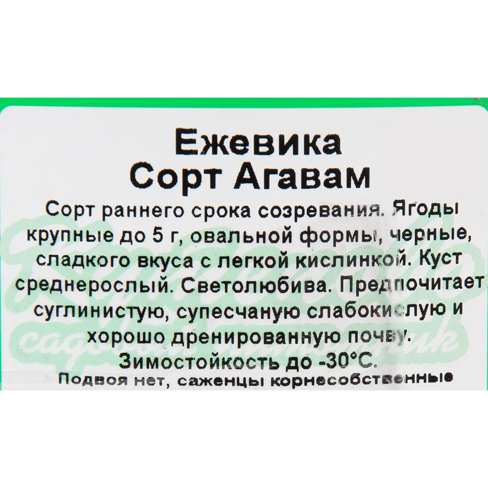 Ежевика С5 «Агавам» h50 (2 года) 81954916 STLM-2194154 Santreyd  - Вид №2