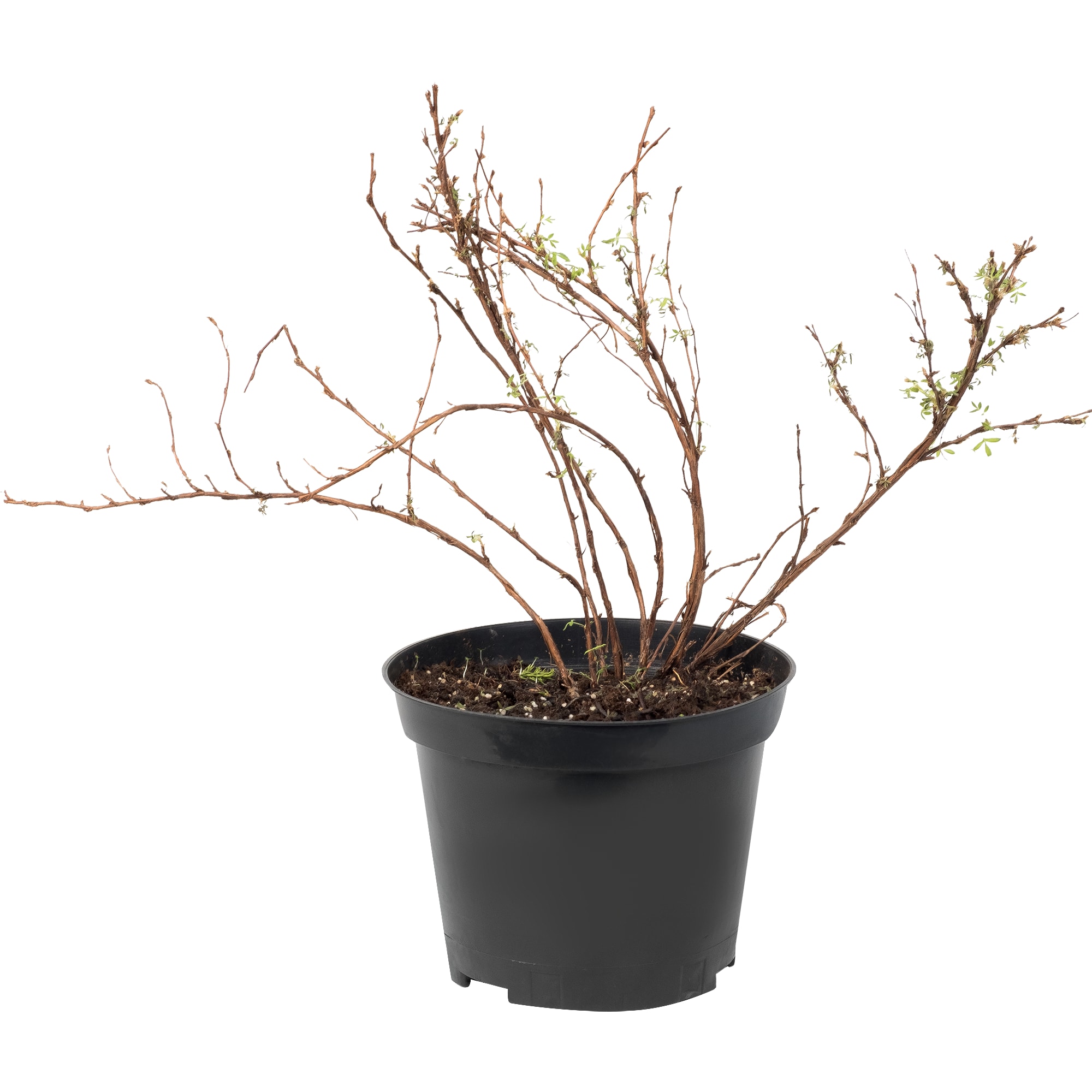 18468672 Лапчатка кустарниковая «Абботсвуд», С3/30-50 см Santreyd 