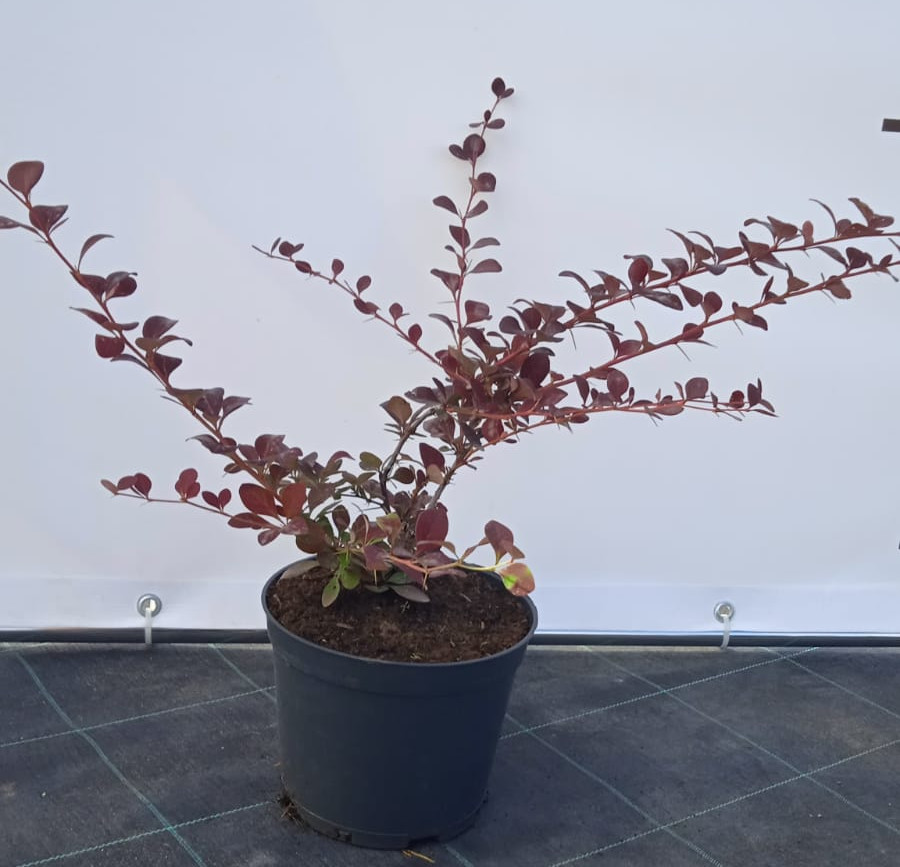 Барбарис Оттавский Суперба Santreyd - декоративный кустарник с ягодами 85088296 STLM-0058469 - Вид №1