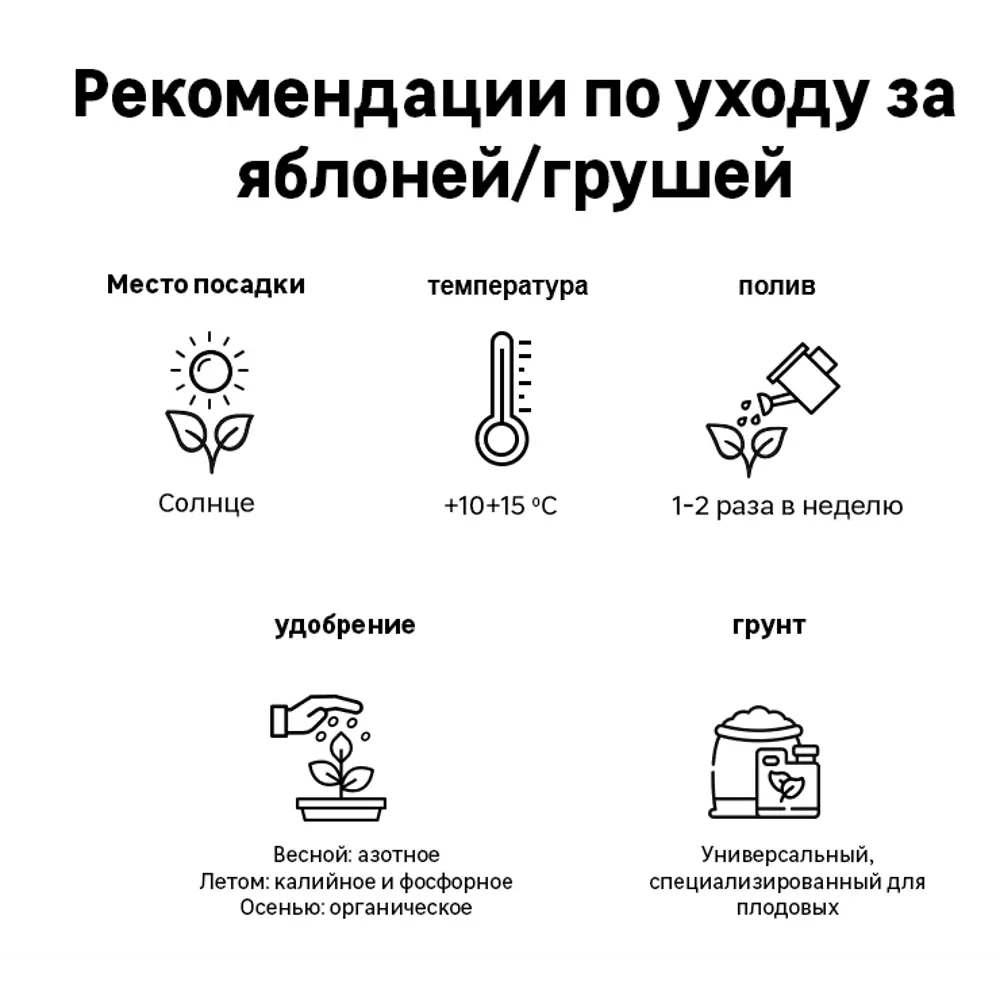 Груша «Г-3» C4 высота 50-80 см 82557893 STLM-2119220 ВСЕ В САД  - Вид №1
