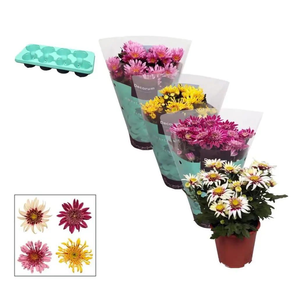 Хризантема Анемона микс - цветущее комнатное растение ø13 см 89434548 Santreyd STLM-1581180