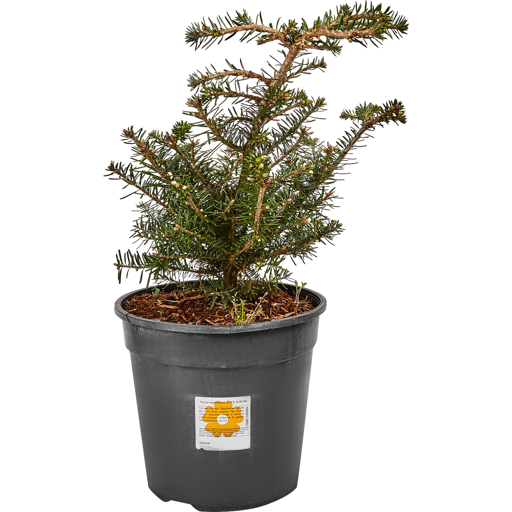 82601676 Пихта корейская 23x40 см Santreyd 