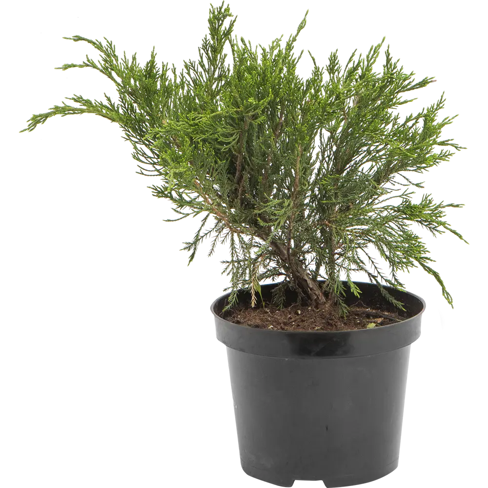 Можжевельник средний минт джулеп C3 ГАВРИШ STLM-2129307