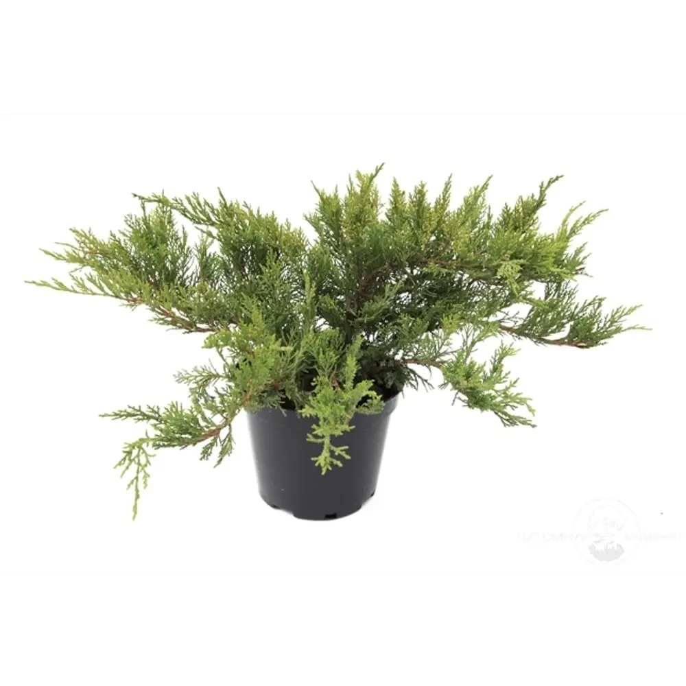 Можжевельник «Тамарисцифоли» C1.5 высота 20-30 см Santreyd STLM-2027940