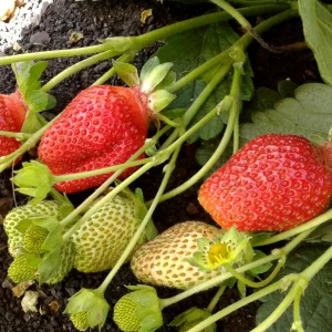 Земляника садовая Вима Рина — сладкая ремонтантная клубника 81954882
