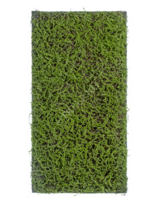 20.0820411M Мох Сфагнум Fuscum зелёный (полотно среднее) Цветочная коллекция