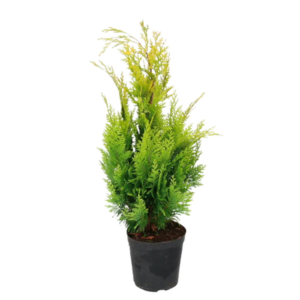 Кипарисовик Лавсона Ивонне ø22 h60 см PLANTMARKET STLM-2098302