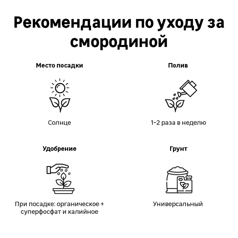 Смородина чёрная «Селеченская-2» C3 высота 40-60 см ВСЕ В САД STLM-2160753 - Вид №1