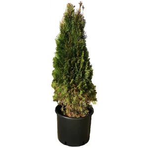 Туя западная Пирамидалис h120 см