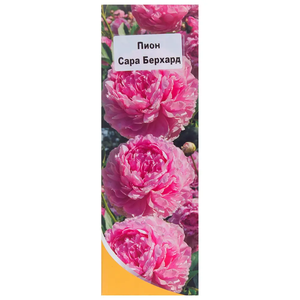 Пион «Сара Бернард» 81950964 STLM-2099572 Santreyd 